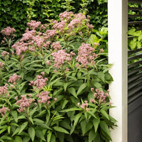 Eupatoire maculée Atropurpureum - Eupatorium maculatum atropurpureum - Bakker