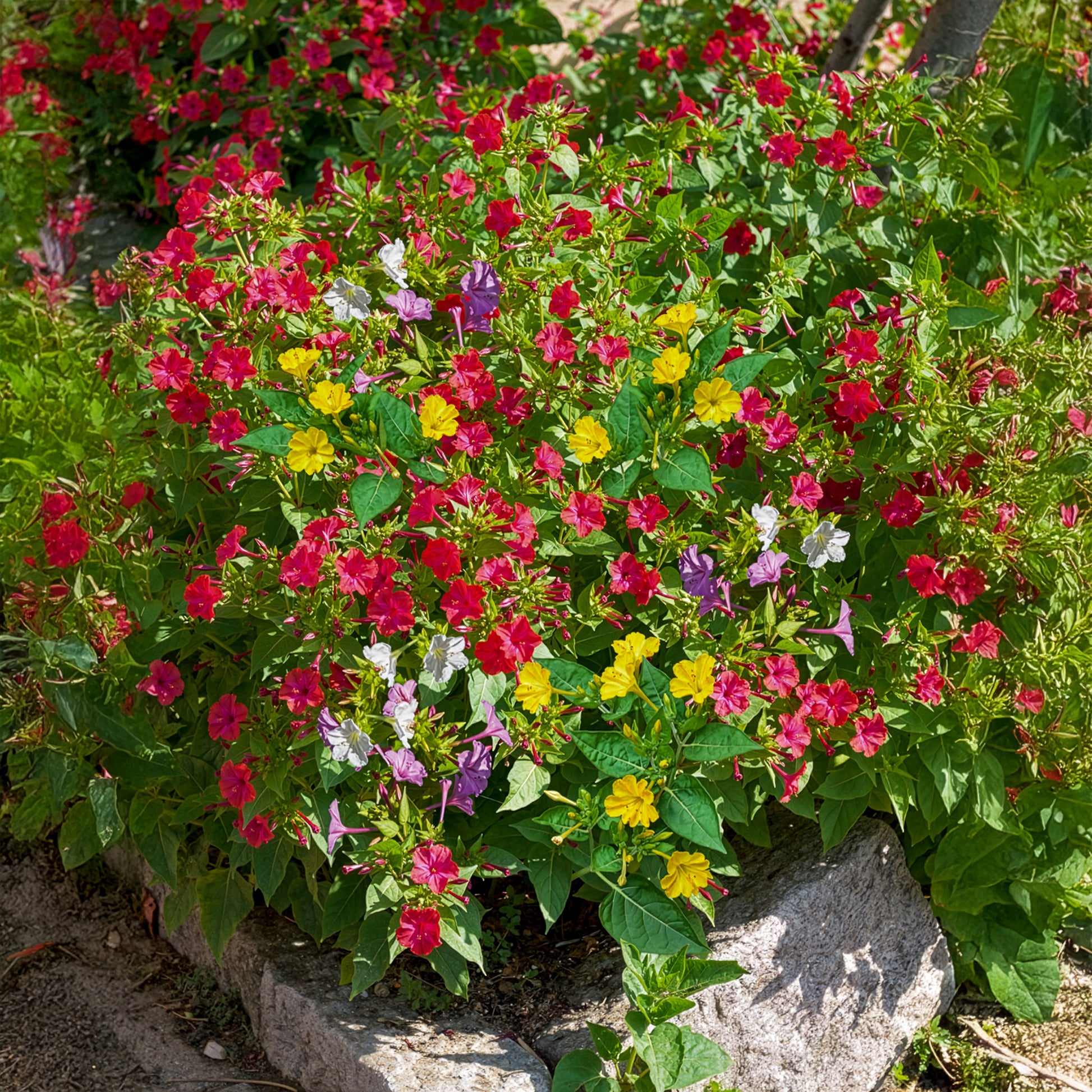 6 Belle-de-nuit en mélange - Mirabilis jalapa - Bakker