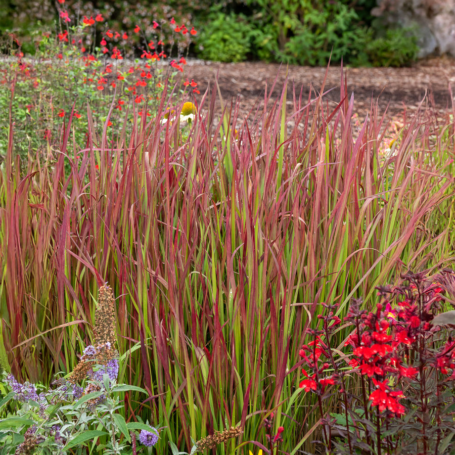Vente Imperatas Red Baron - Imperata cylindrica Red Baron