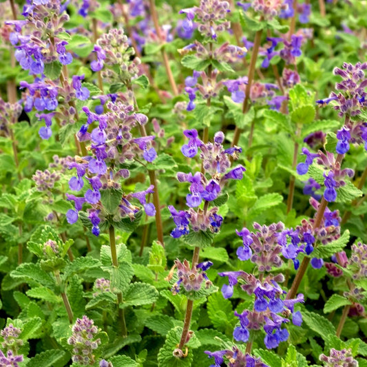 Bakker - 3 Nepetas mussinii - Nepeta mussinii - Plantes d'extérieur