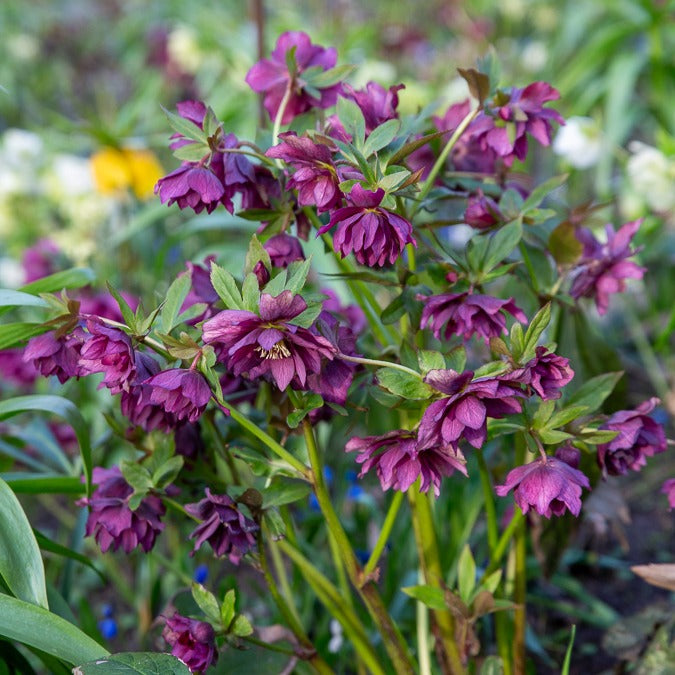 2 Hellébores doubles violettes Ellen - Helleborus orientalis Double Ellen Purple - Bakker