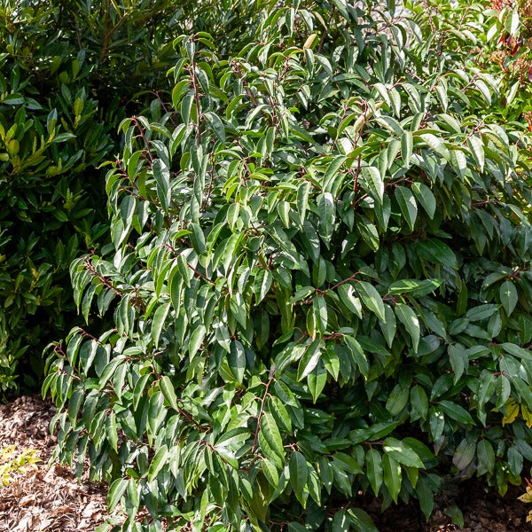 Laurier du Portugal - Prunus lusitanica - Bakker
