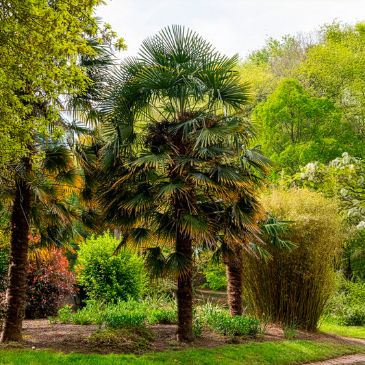 Palmier de Chine - Bakker