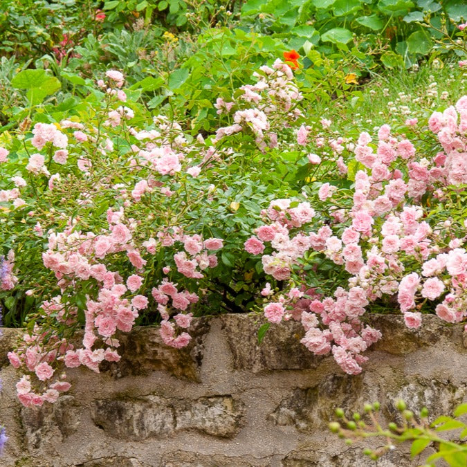 Rosier à massif 'The Fairy' - Caractéristiques des plantes