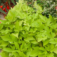 Ipomoea batatas 'sweet caroline green' - 3 Ipomées Sweet Caroline Green - Plantes suspendues pour la terrasse et le balcon