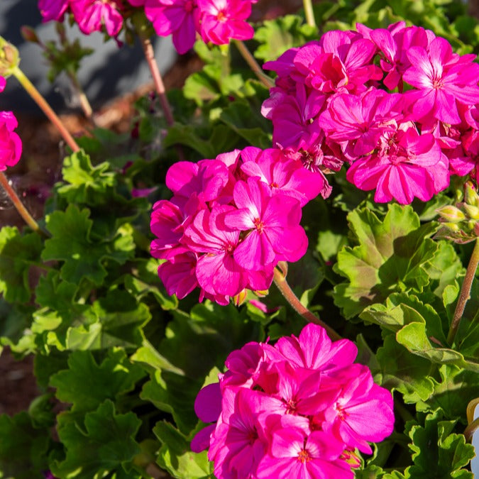 Géranium zonale 'Dark Lilac' - Pelargonium zonale 'dark lilac' - Bakker