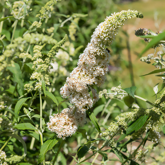 Arbre à papillons 'White Profusion' - Bakker