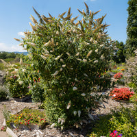 Arbre à papillons 'White Profusion' - Buddleja davidii white profusion - Bakker