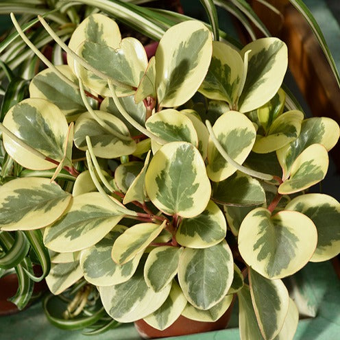 Pépéromie Obtipan Bicolor - Peperomia obtusifolia Obtipan Bicolor - Plantes d'intérieur