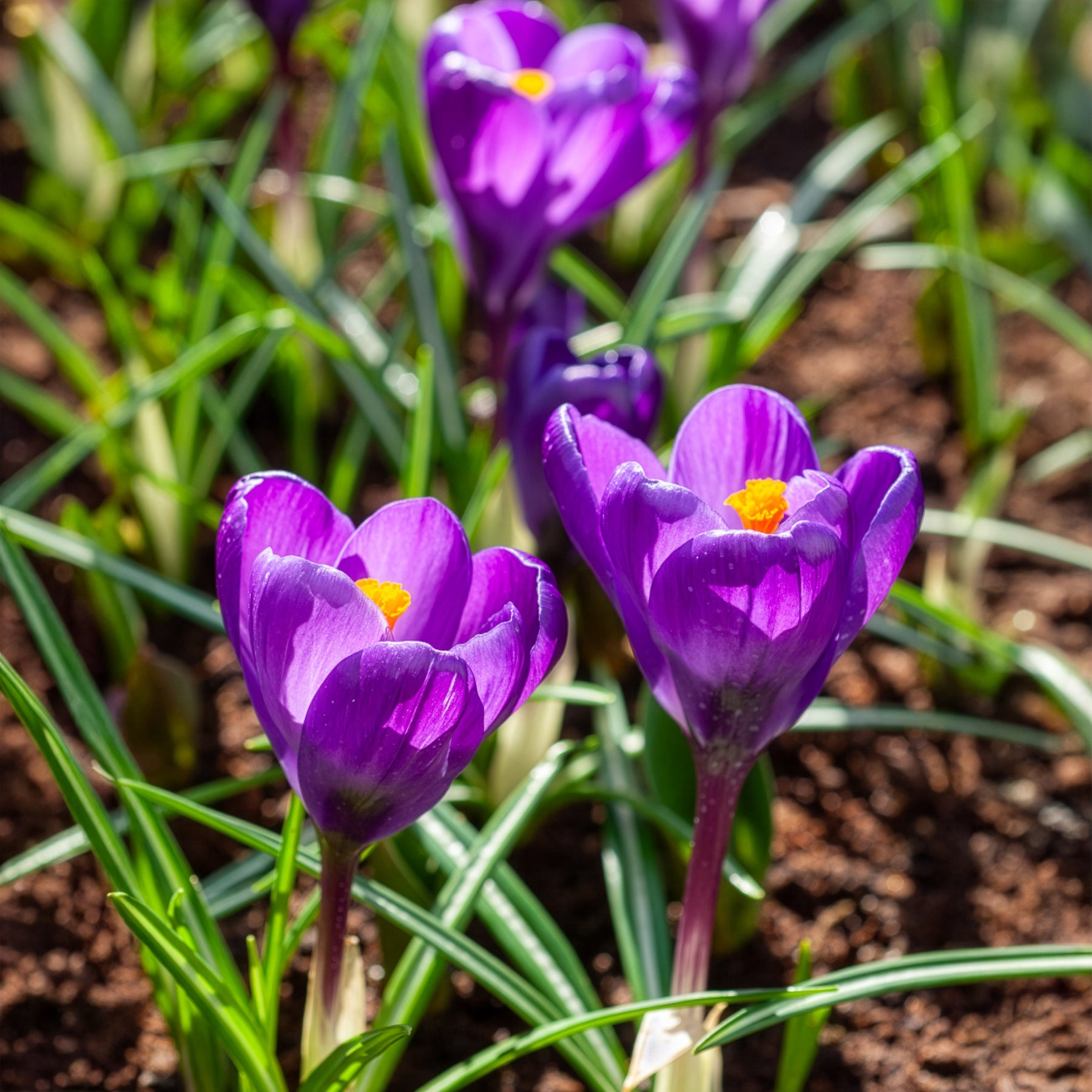 Vente 15 Crocus Flower Record