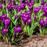 Vente 15 Crocus Flower Record - Crocus vernus flower record
