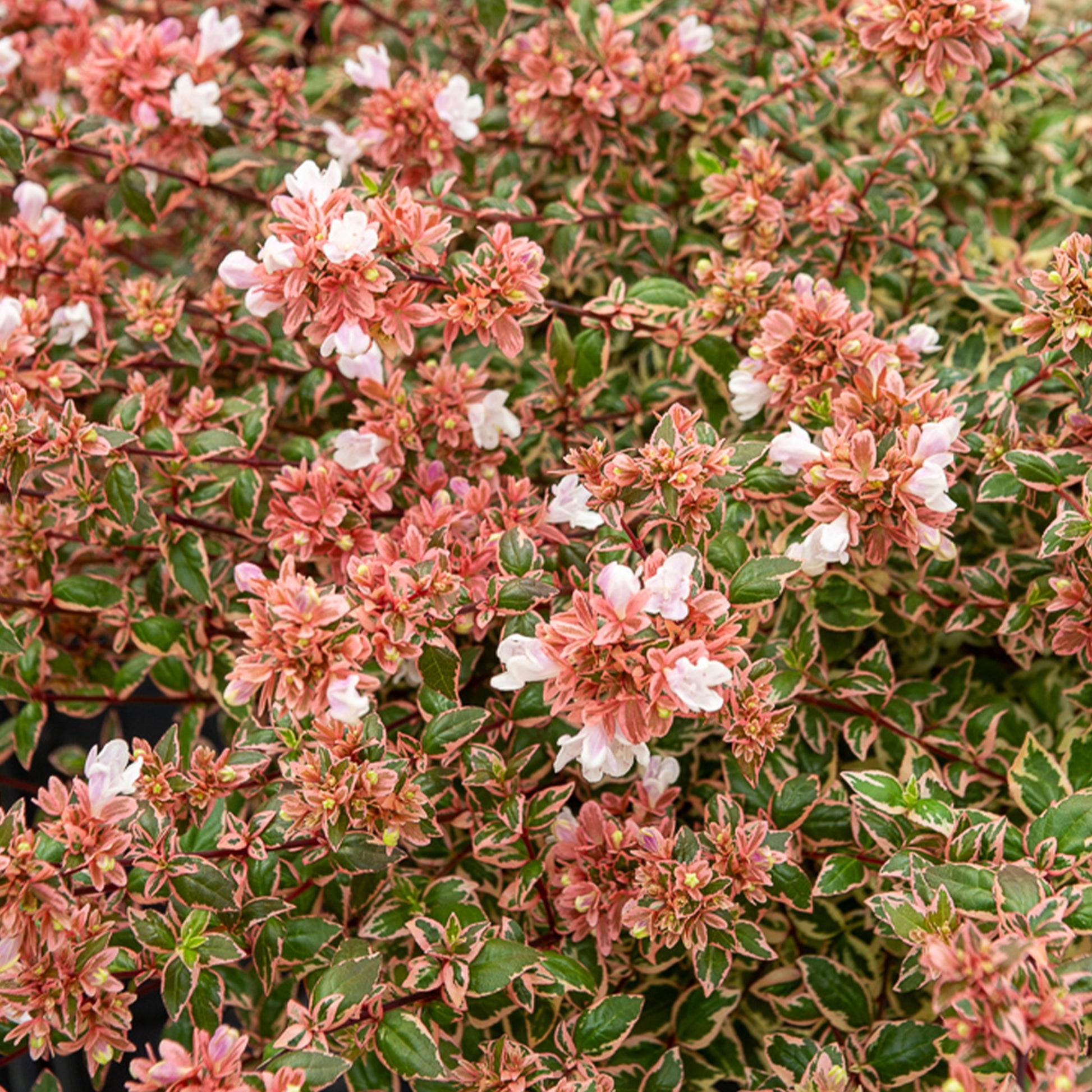 Abélia à grandes fleurs Magic Daydream® - Bakker