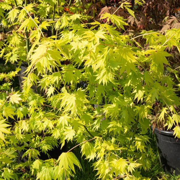 Erable du Japon Jordan - Acer shirasawanum Jordan - Bakker