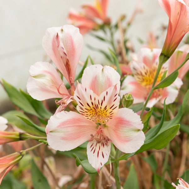 Lys des Incas - Alstroémère Duc d'Anjou Jean - Alstroemeria Duc d'Anjou Jean - Bakker