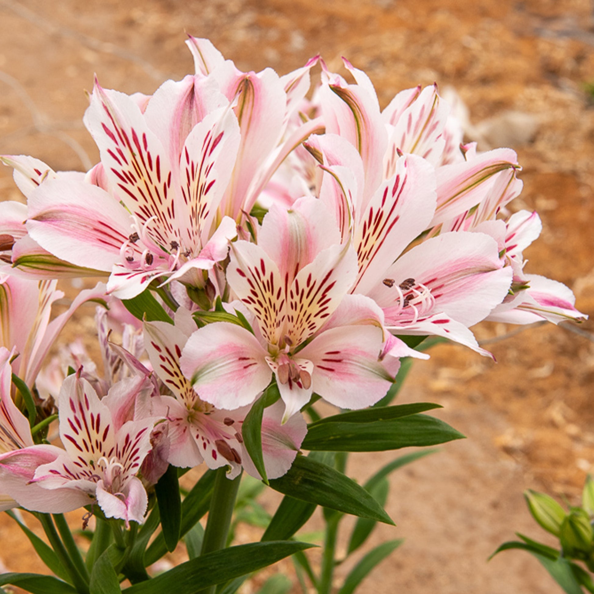 Lys des Incas - Alstroémère Duchesse d'Anjou Béatrice - Alstroemeria Duchesse d'Anjou Béatrice - Bakker