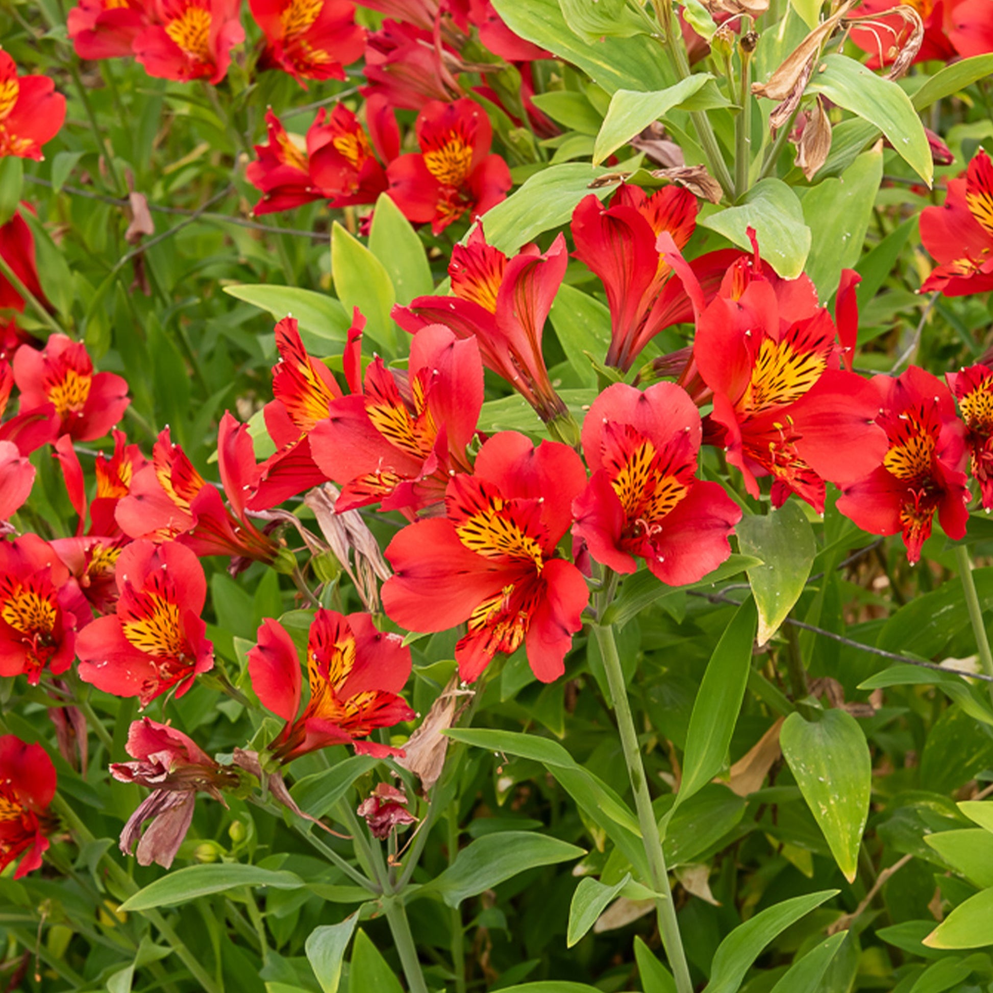 Lys des Incas - Alstroémère Majestic Liré - Bakker