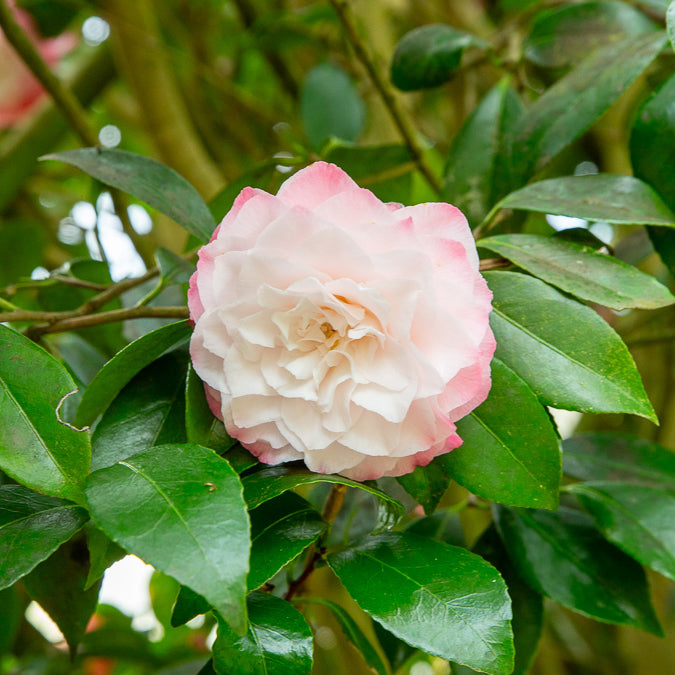 Camélia du Japon Nuccios Pearl - Camellia japonica Nuccio's Pearl - Bakker