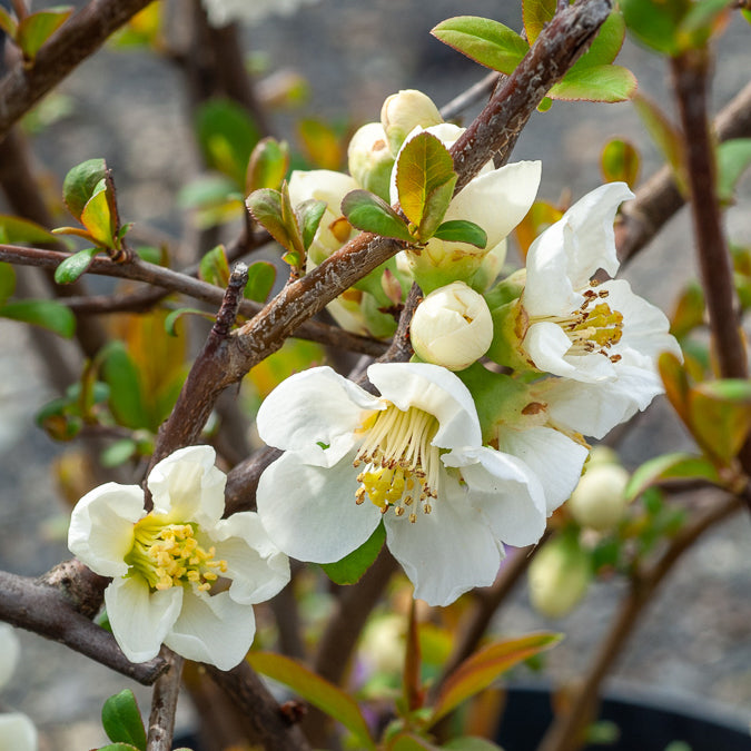 Cognassier du Japon Nivalis - Chaenomeles speciosa Nivalis - Bakker