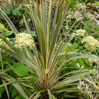 Cordyline australis Torbay Dazzler® - Cordyline australis Torbay Dazzler - Bakker