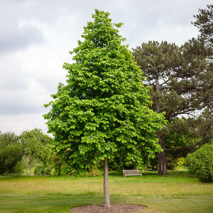 Noisetier de Byzance - Corylus colurna - Bakker