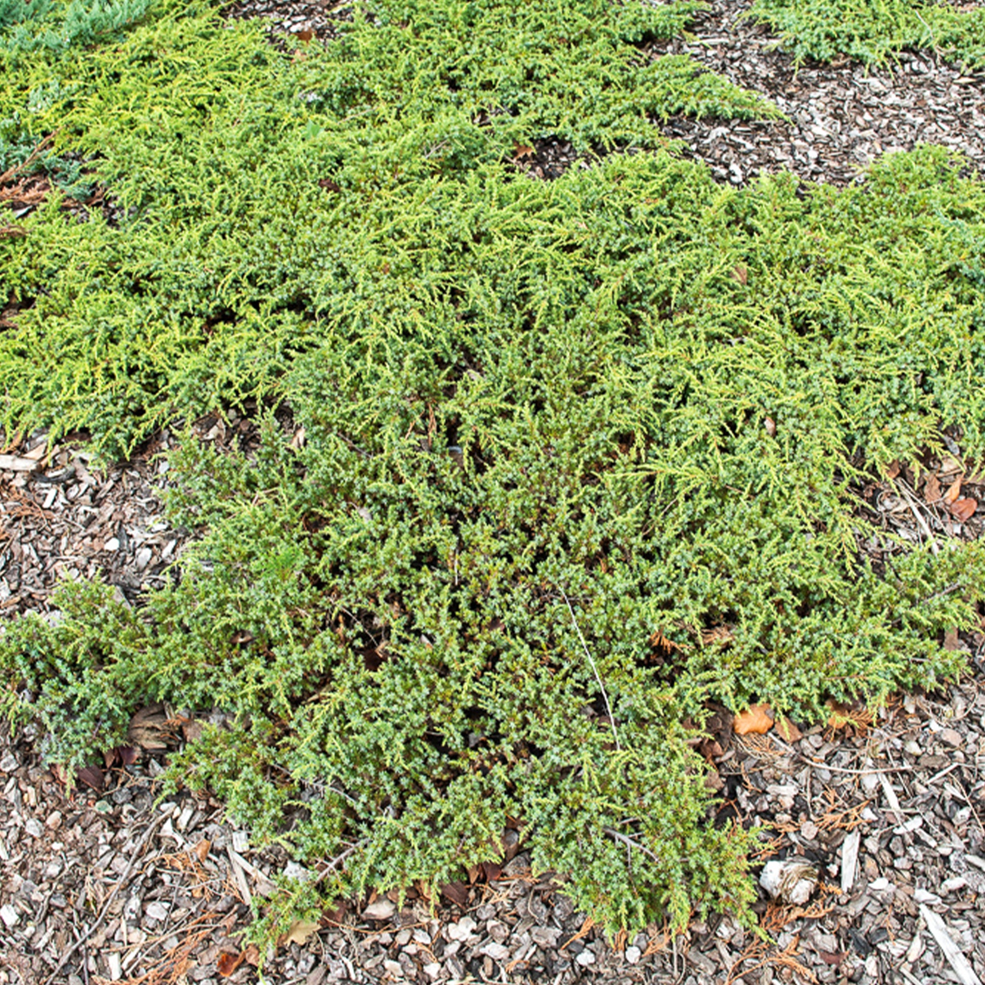 Genévrier commun Green Carpet - Juniperus communis Green Carpet - Bakker