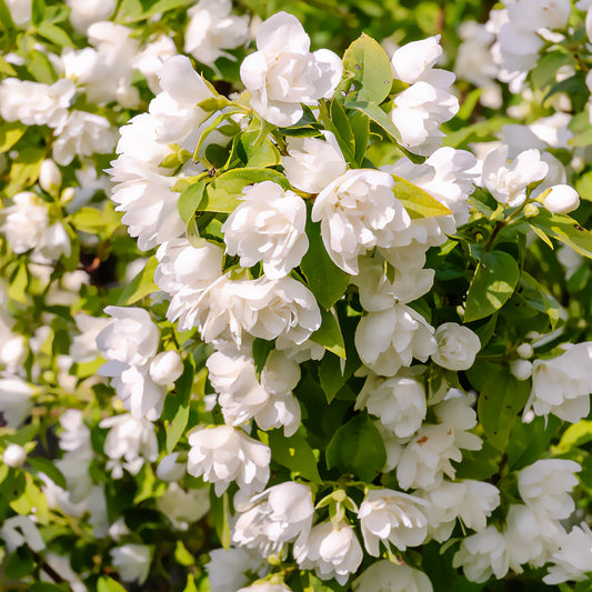 Seringat de Lemoine Manteau d'Hermine - Philadelphus - Bakker