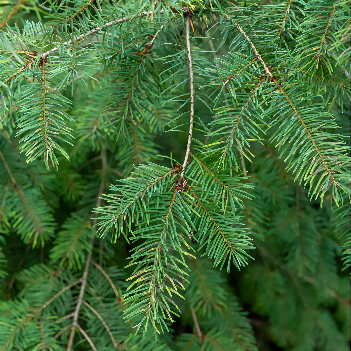 Sapin de Douglas - Bakker