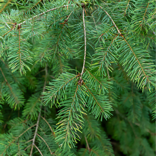 Sapin de Douglas - Bakker