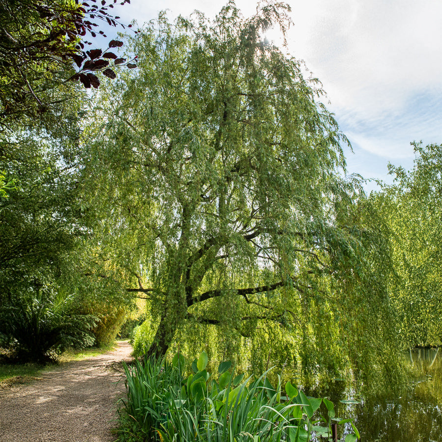 Saule - Salix - Saule pleureur - Salix babylonica