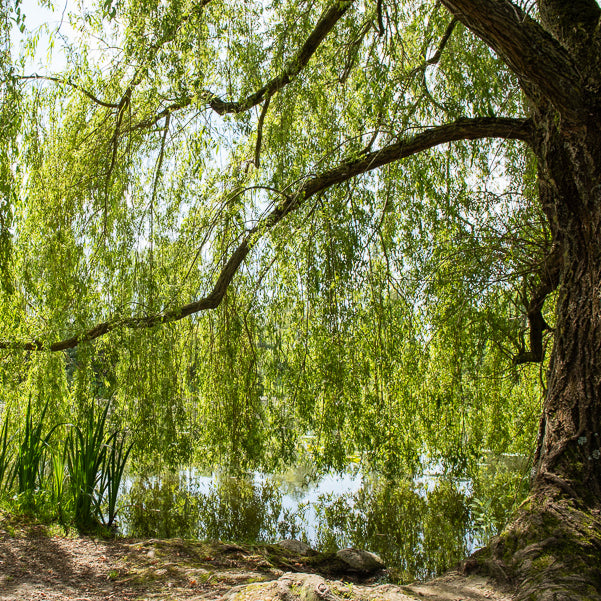 Saule pleureur - Salix babylonica - Bakker