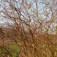 Saule tortueux - Salix erythroflexuosa - Bakker