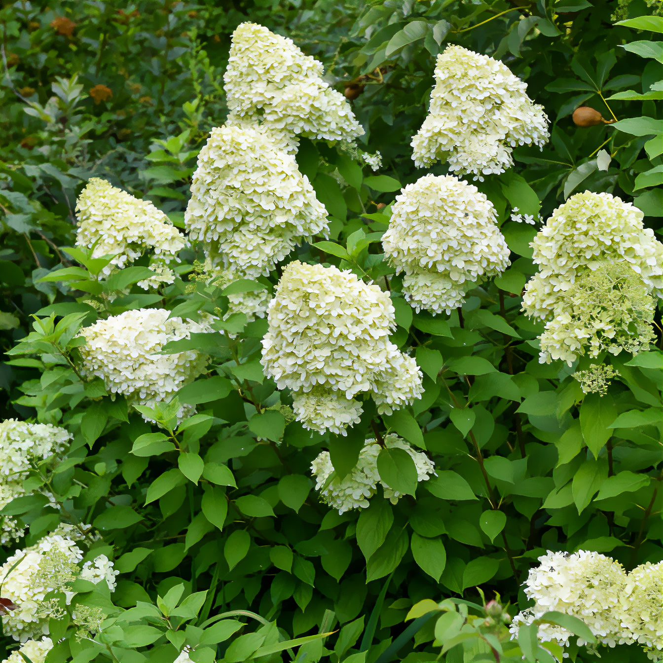 Hortensia paniculé Limelight® - Hydrangea paniculata Limelight ® - Bakker