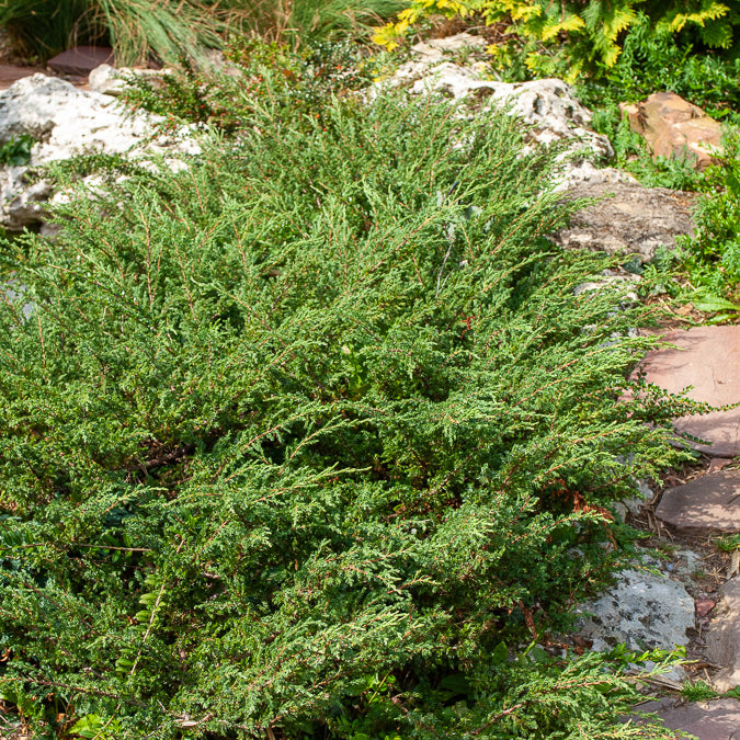 Genévrier rampant Wiltonii - Juniperus horizontalis Wiltonii - Bakker