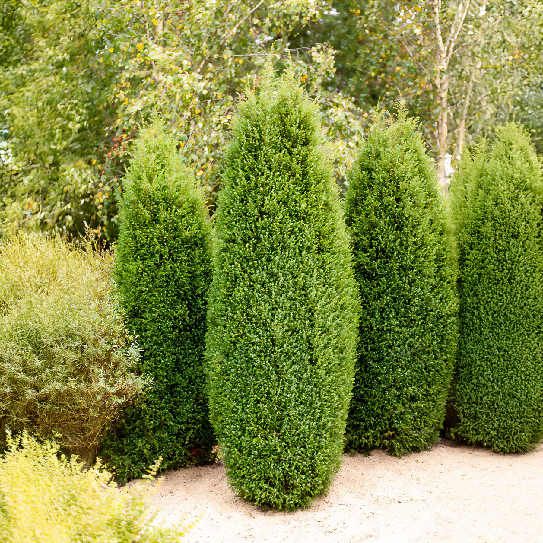 Juniperus communis Sentinel - Genévrier commun Sentinel - Conifères