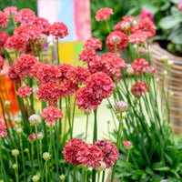 Armeria pseudarmeria Ballerina Red - Gazon dEspagne Ballerina rouge - Gazon d'Espagne