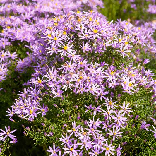 Aster nain à feuilles de sedum - Bakker