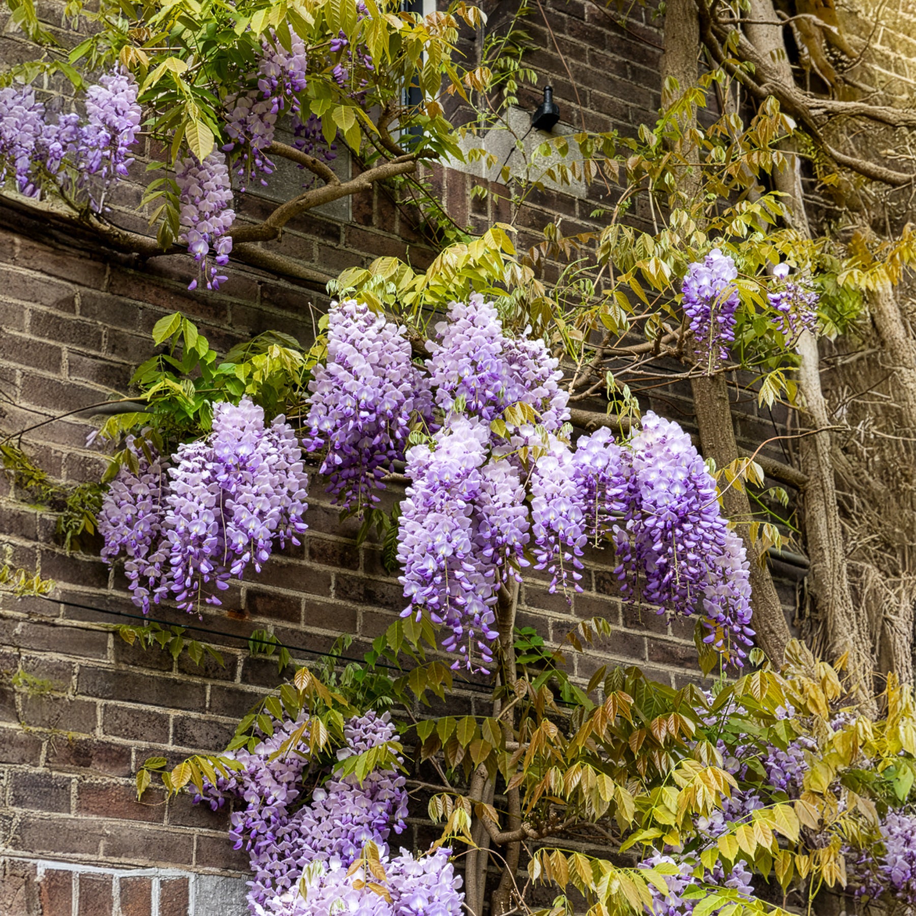 Wisteria sinensis Prolific - Glycine de Chine 'Prolific' - Glycine