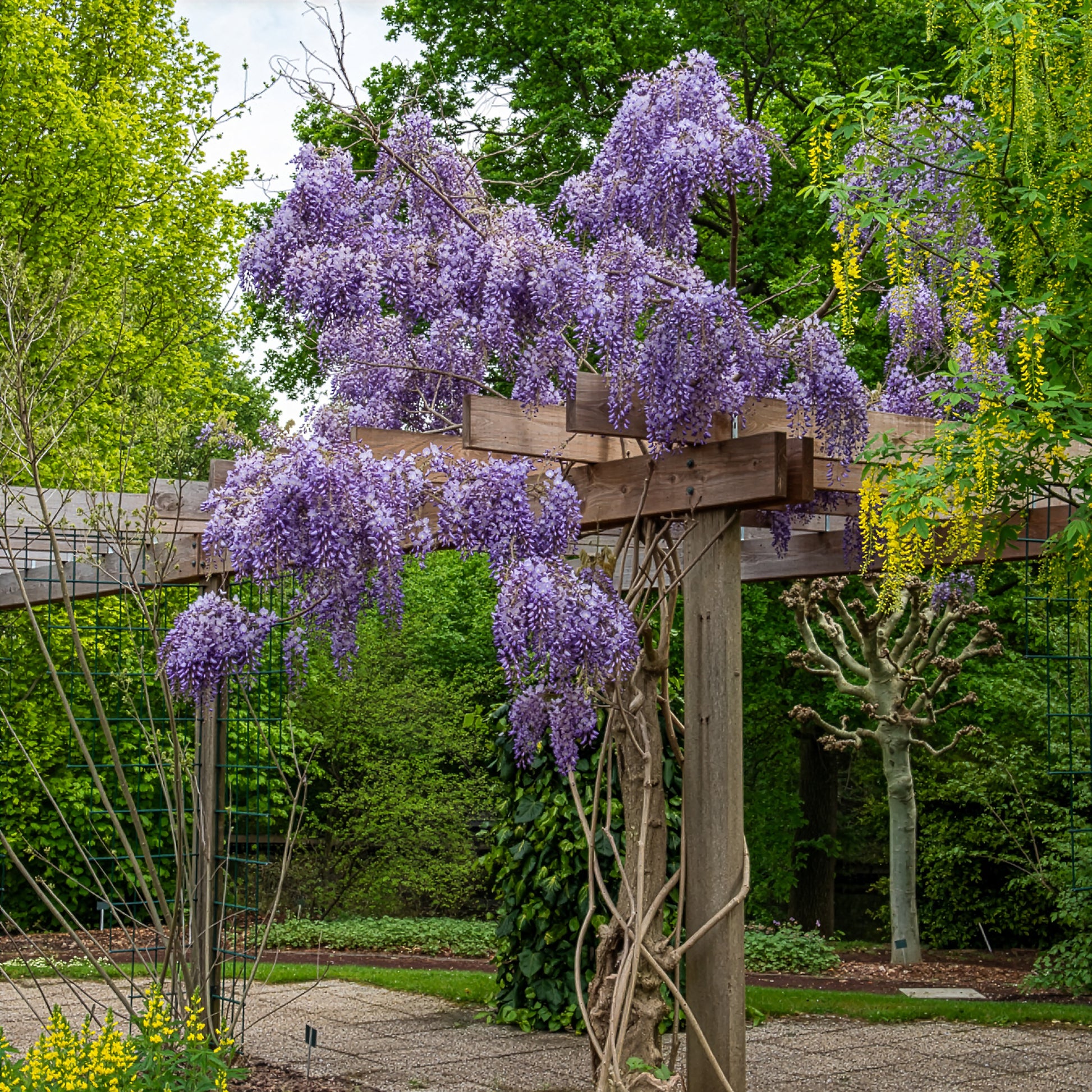 Glycine de Chine 'Prolific' - Bakker