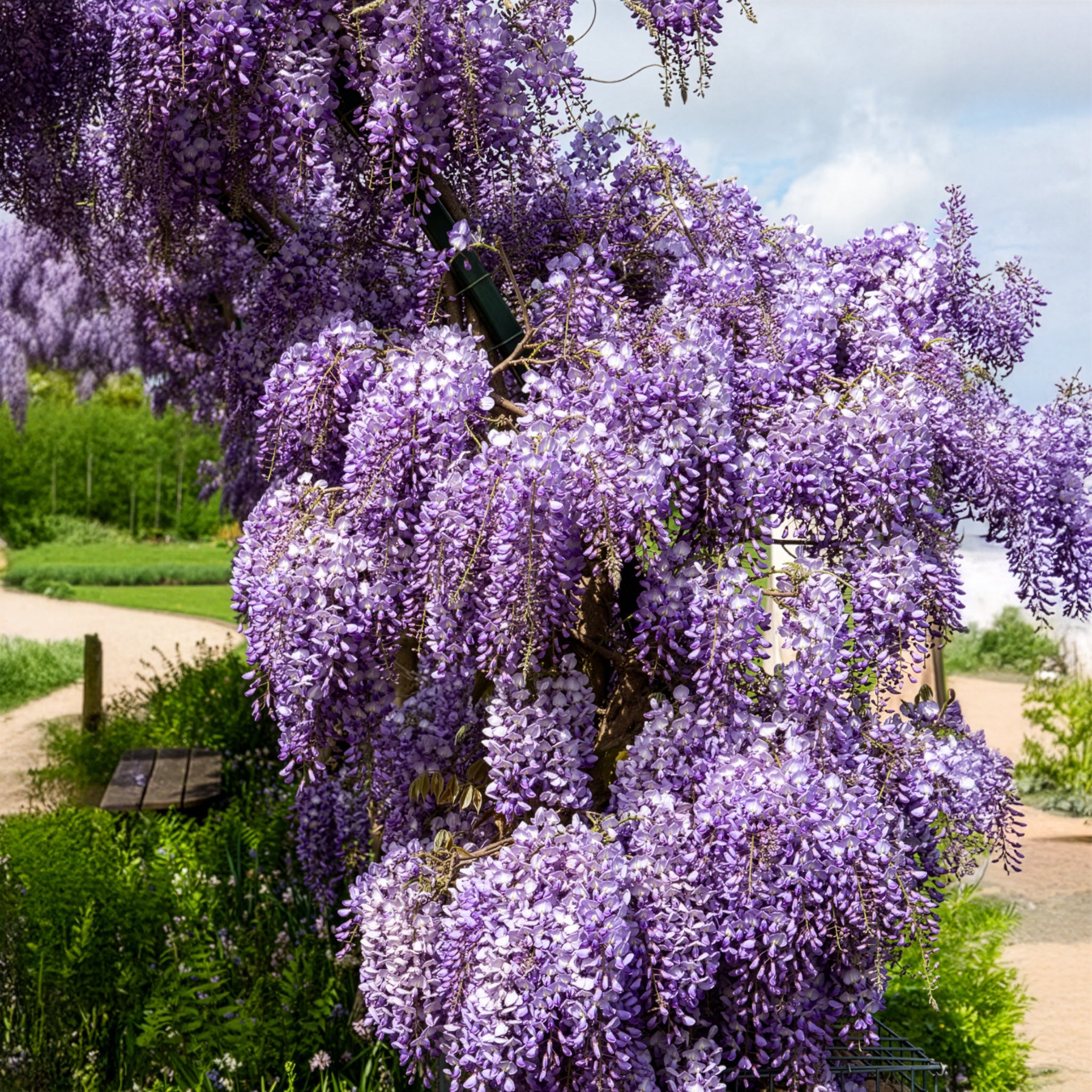Glycine de Chine 'Prolific' - Wisteria sinensis Prolific - Bakker