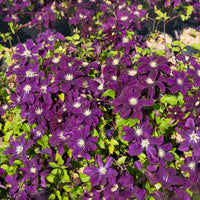 Clématite - Clématite 'Warszawska Nike' - Clematis Warszawska Nike