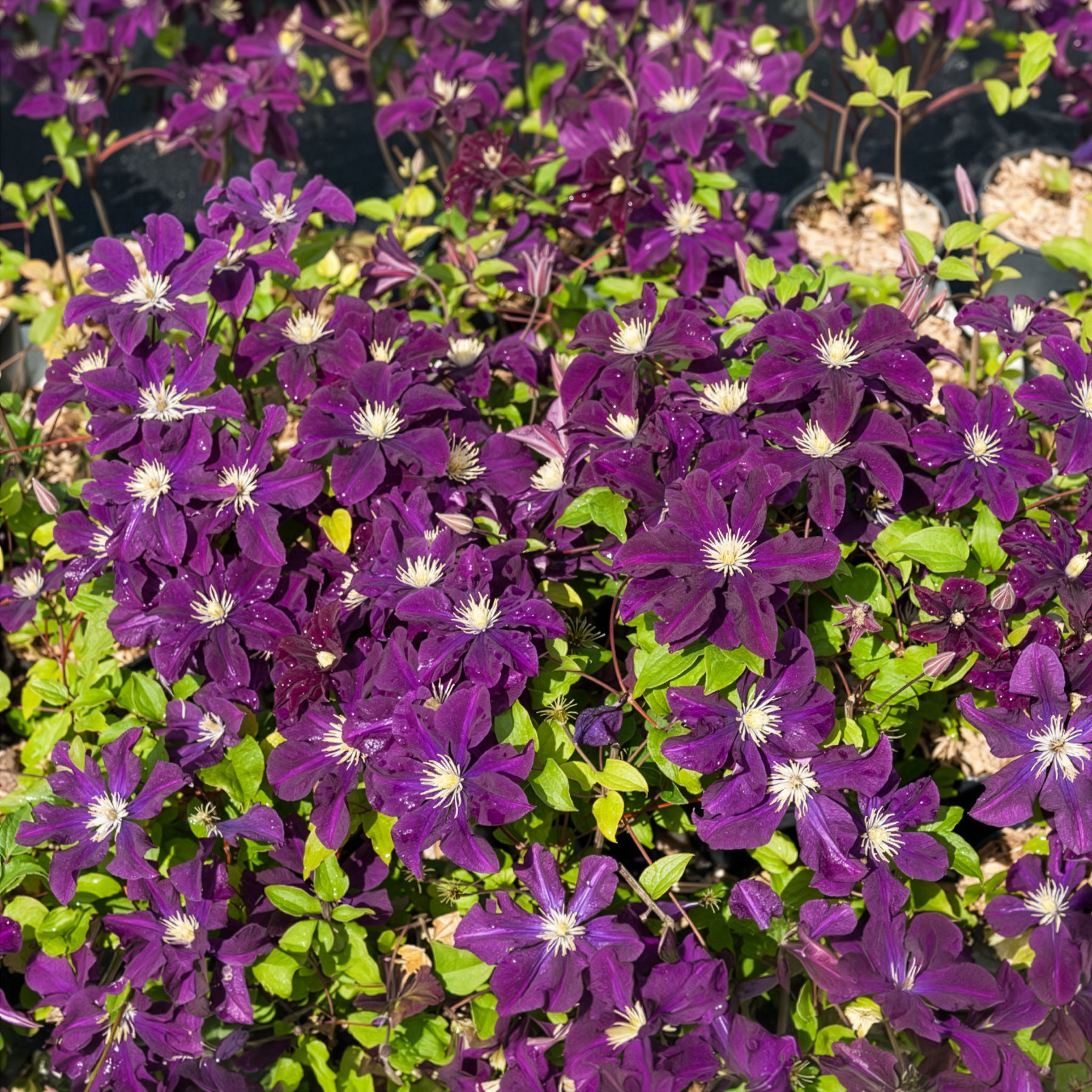 Clématite - Clématite 'Warszawska Nike' - Clematis Warszawska Nike