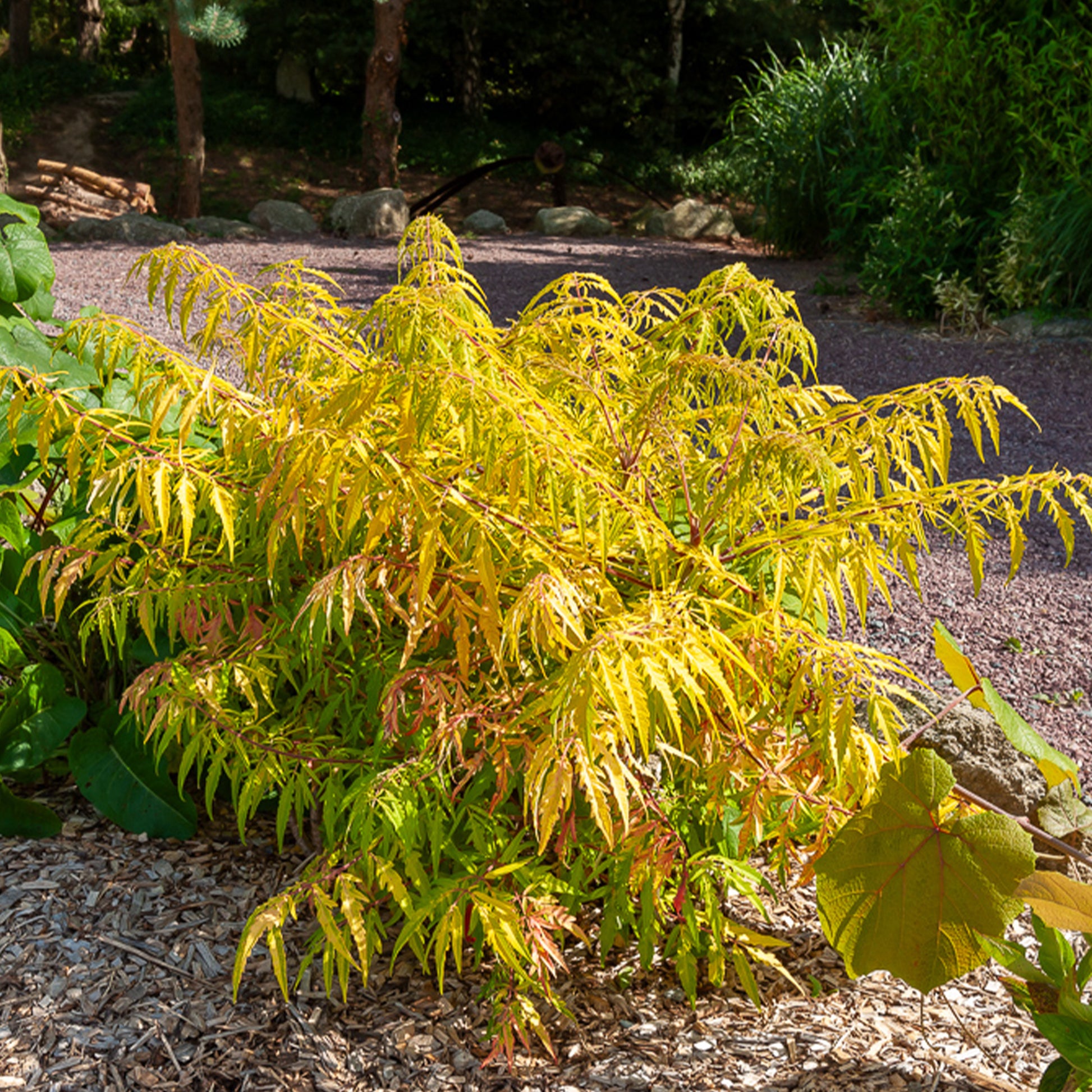 Sumac de Virginie Tiger Eyes - Bakker