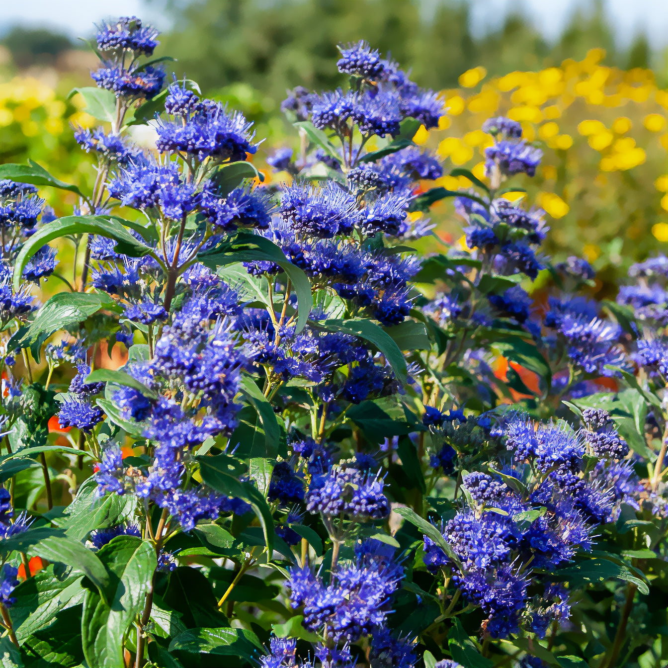 Caryopteris x clandonensis Grand Bleu® Inoveris - Bakker