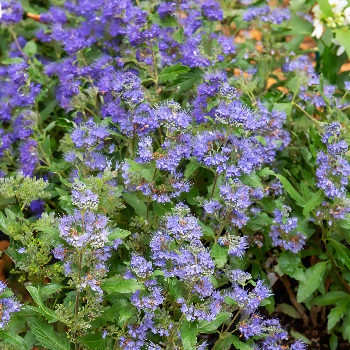 Caryopteris x clandonensis Grand Bleu® Inoveris - Caryopteris clandonensis Grand Bleu ® Inoveris - Bakker