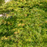 Vente Erable japonais 'Emerald Lace'