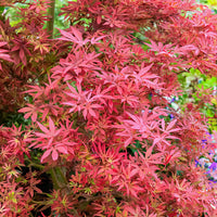 Érable du Japon 'Shaina' - Acer palmatum Shaina - Bakker