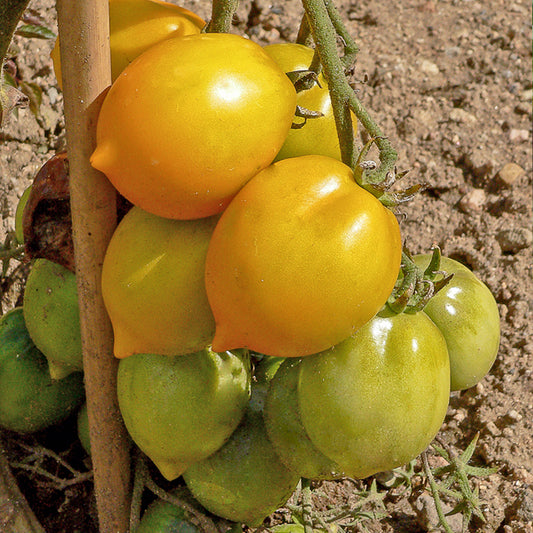 Bakker - Tomate citron - Lemon Tree - Solanum lycopersicum lemon tree - Graines