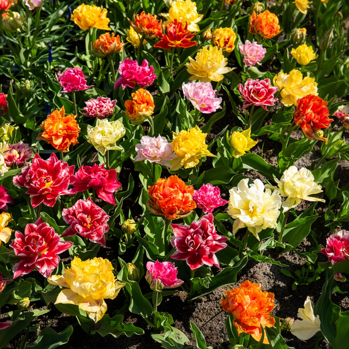 Tulipes doubles 'Murillo' en mélange