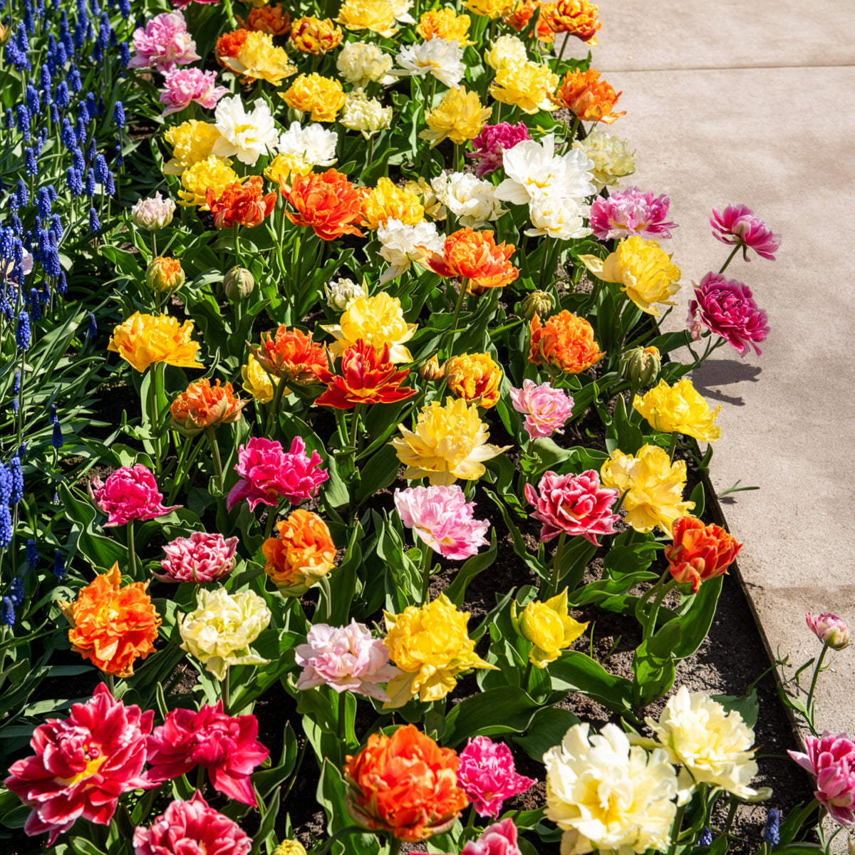 Tulipes doubles 'Murillo' en mélange