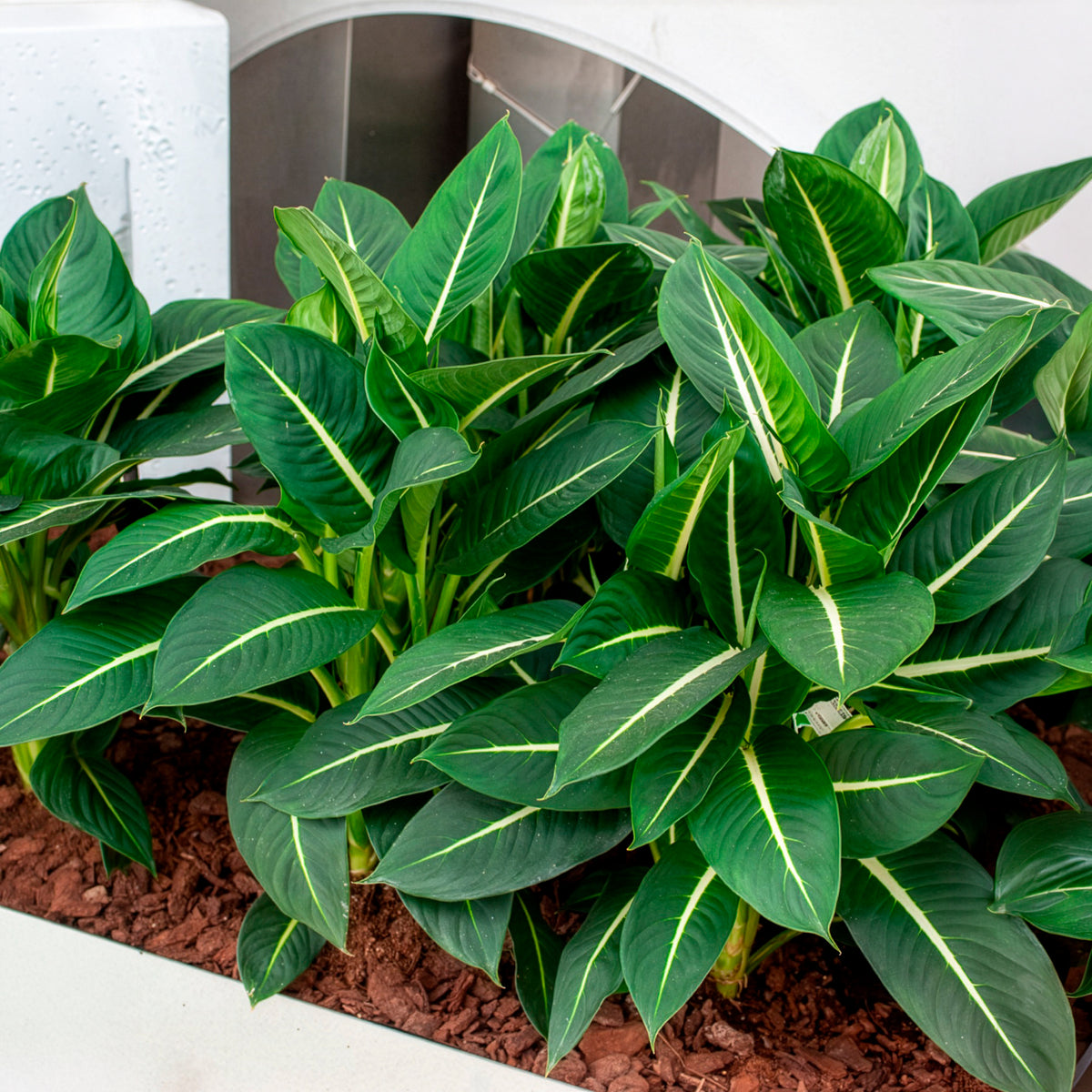 Dieffenbachia 'Green Magic'